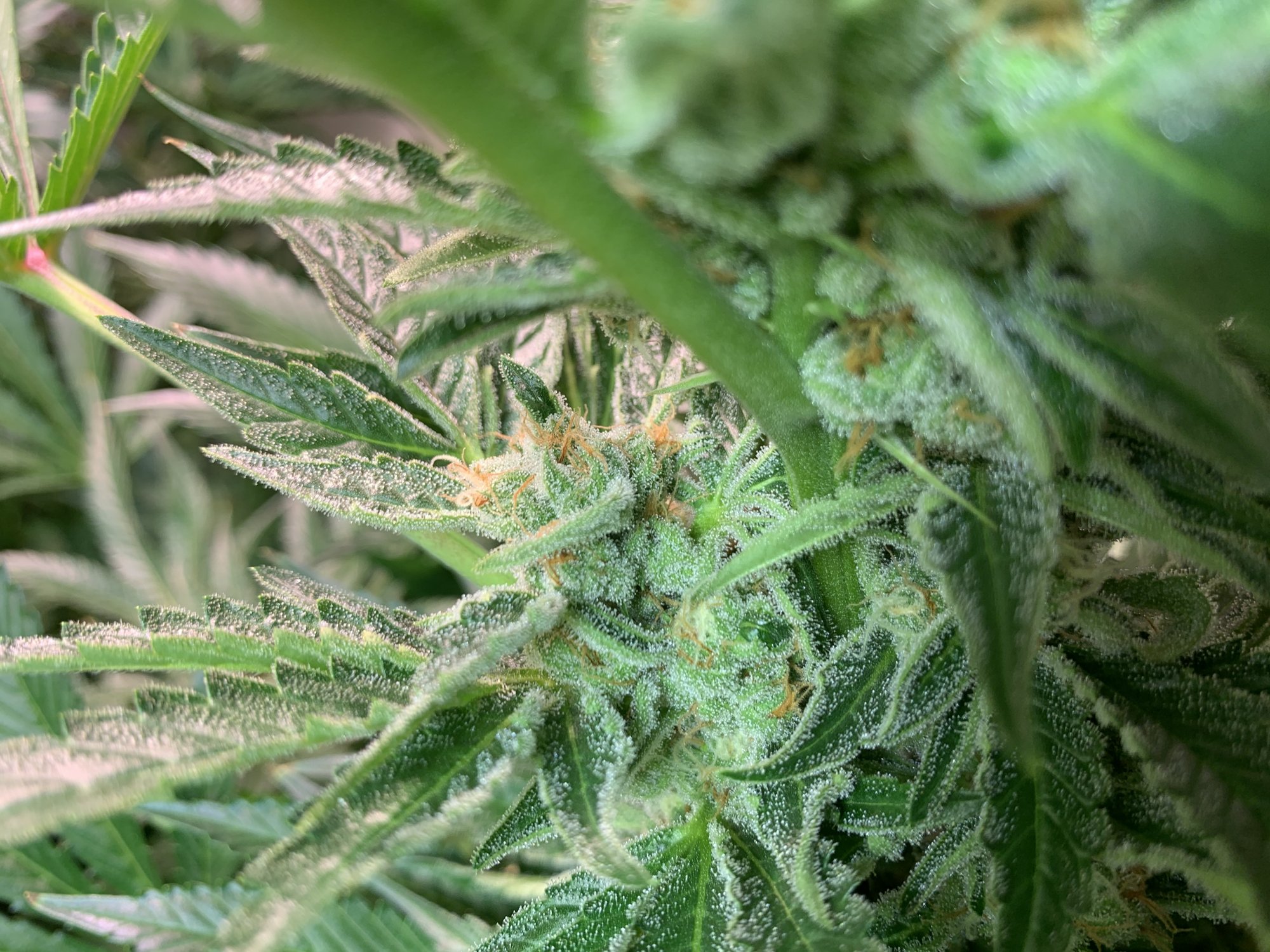 Need advice on cause for poor bud sizedevelopment 2
