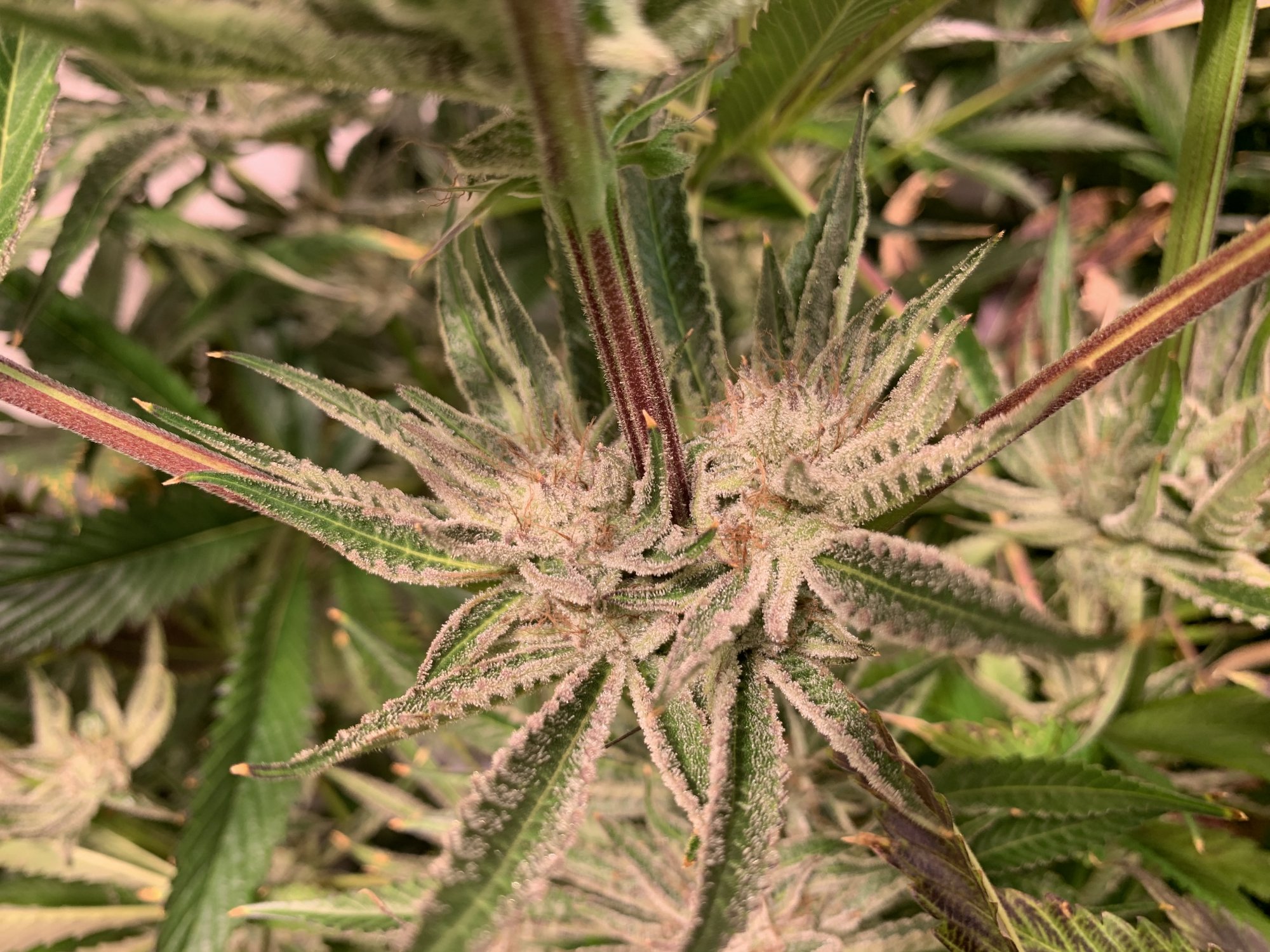 Need advice on cause for poor bud sizedevelopment 5