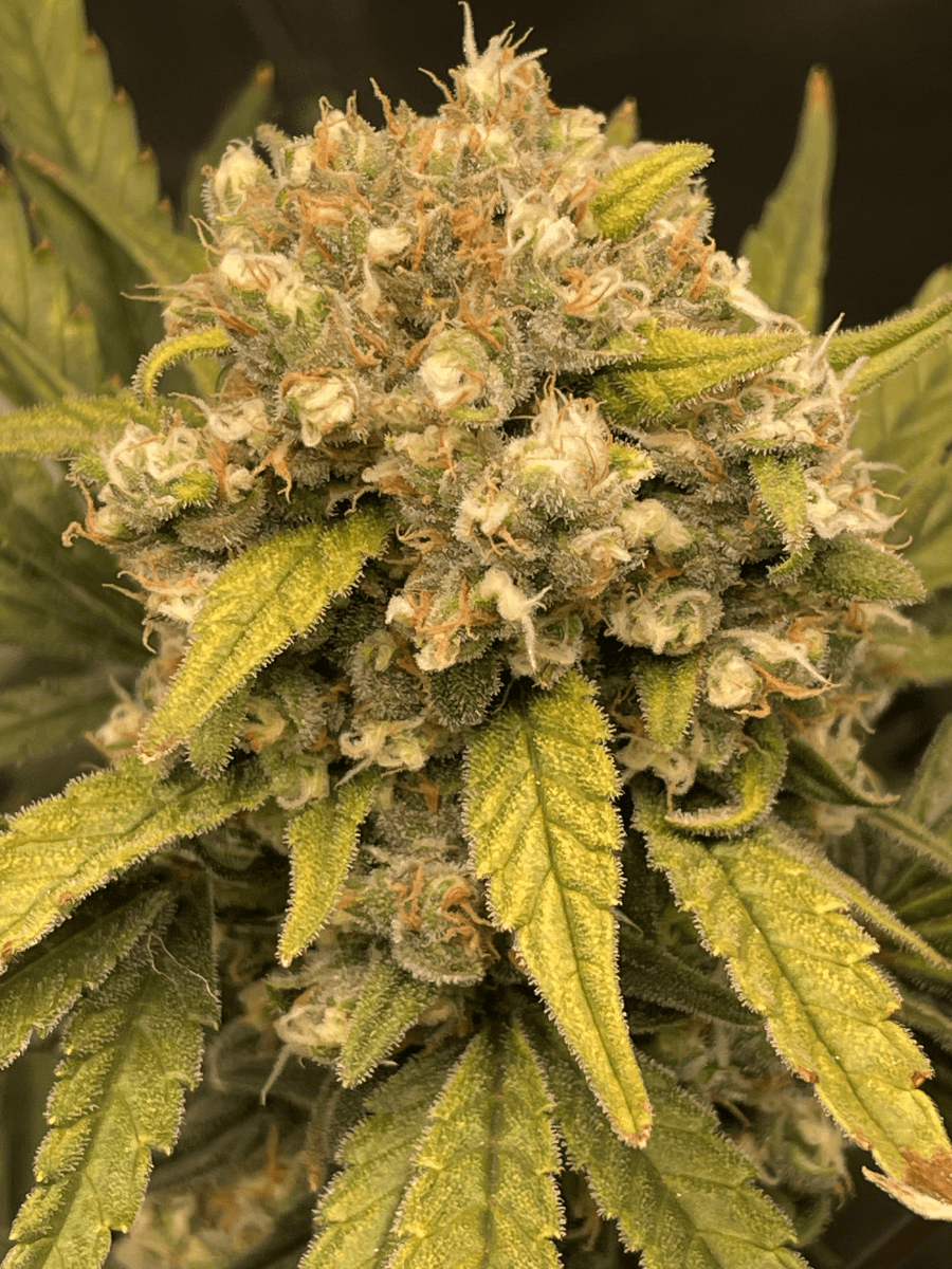 Need advice on deciding if its time for harvest 3