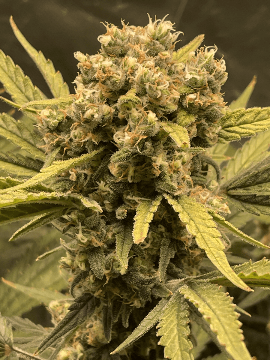 Need advice on deciding if its time for harvest 4