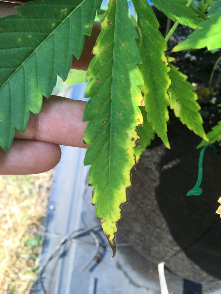 Need advice on different leaf symptoms 2