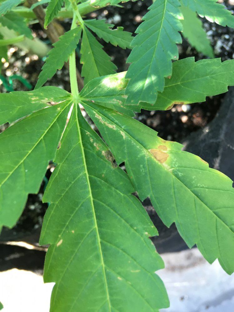 Need advice on different leaf symptoms 5