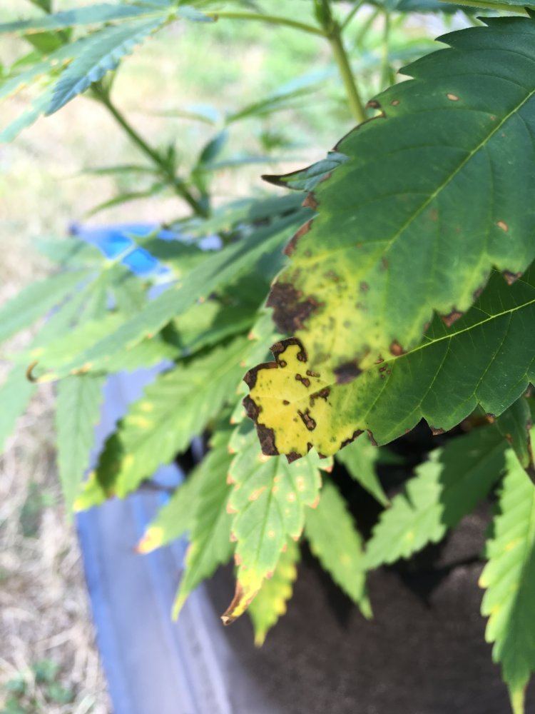 Need advice on different leaf symptoms 6