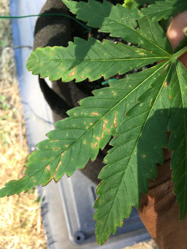 Need advice on different leaf symptoms