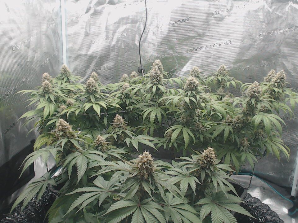 Need advice on mainlining   8 vs 16 cola 3