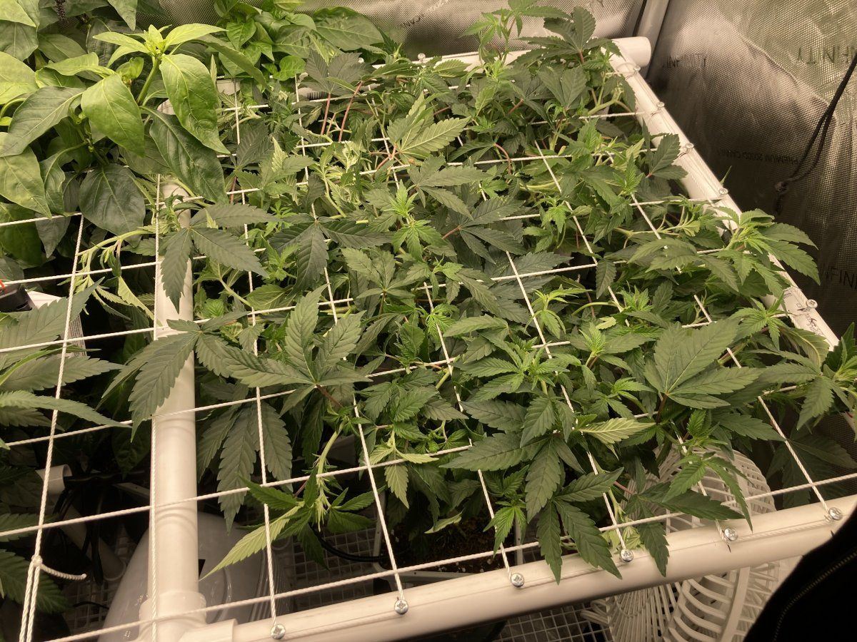 Need advice on managing a scrog and humidity 3