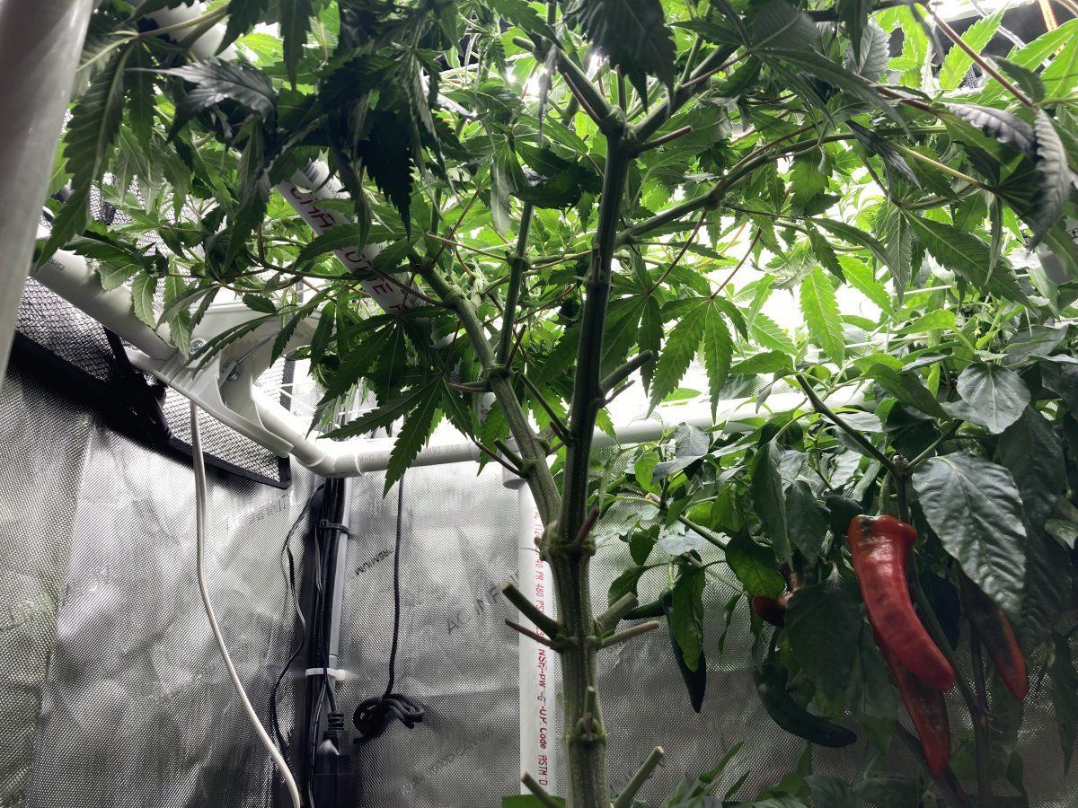 Need advice on managing a scrog and humidity 4