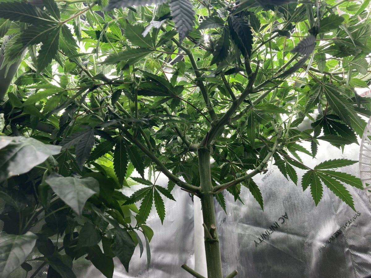 Need advice on managing a scrog and humidity 5