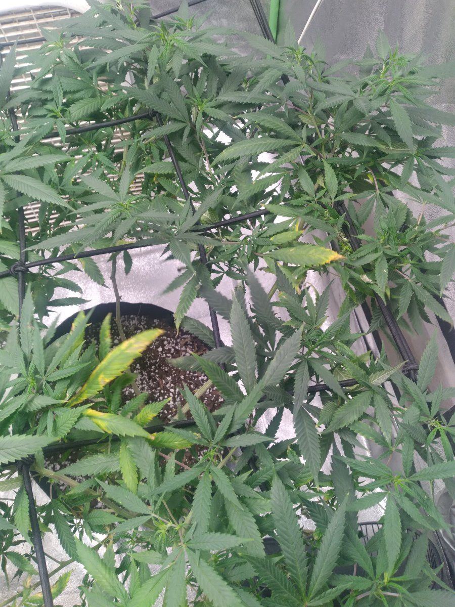 Need advice on my plants yellowing 2