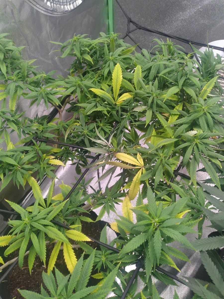 Need advice on my plants yellowing