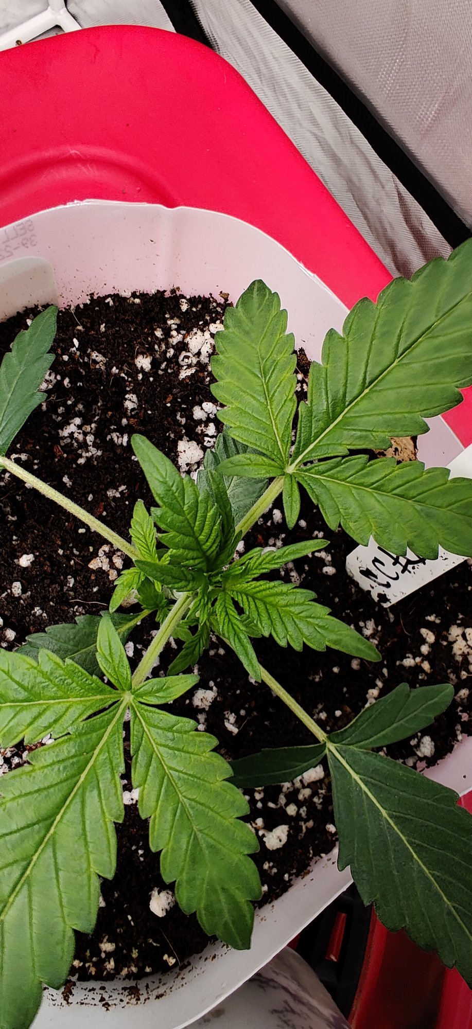 Need advice on potential calmag deficiency first grow 17
