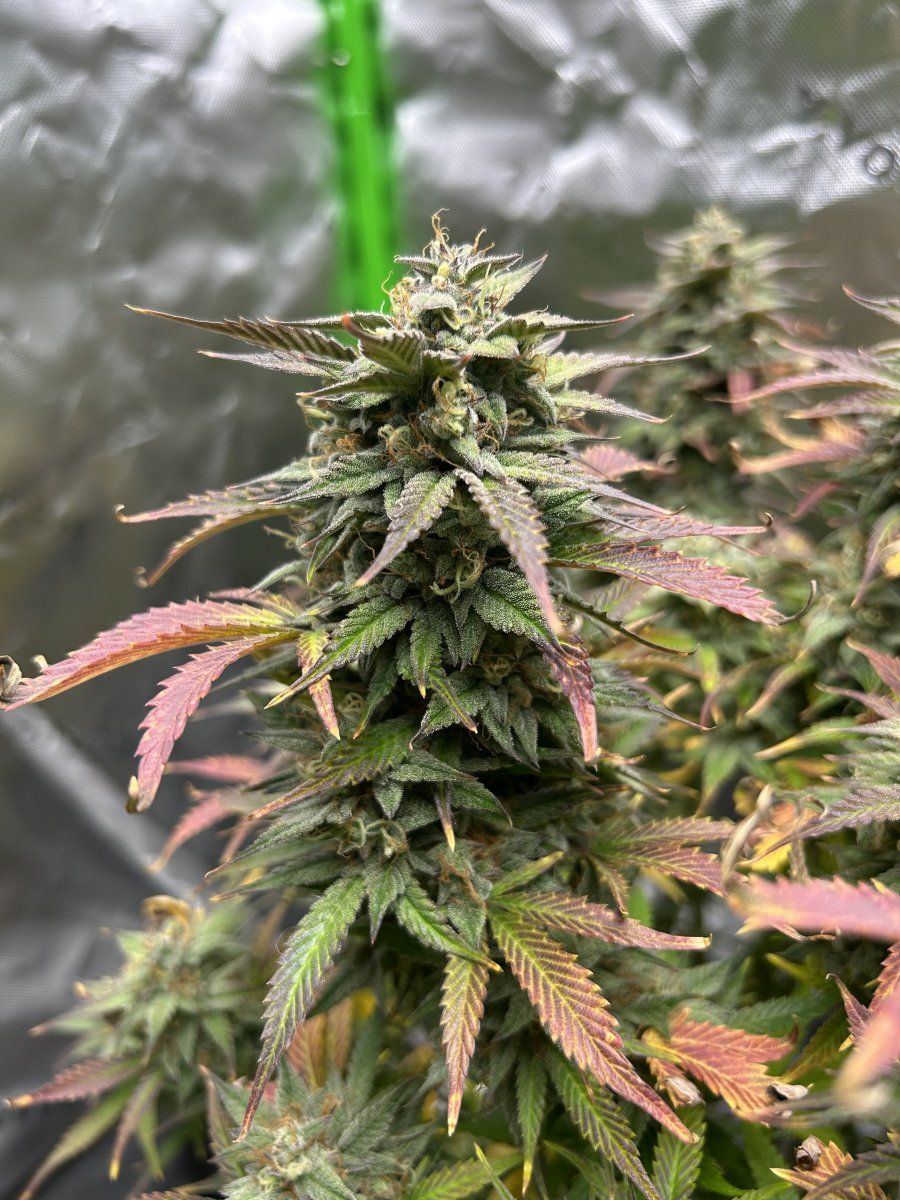 Need advice on whether these are ready for harvest 3
