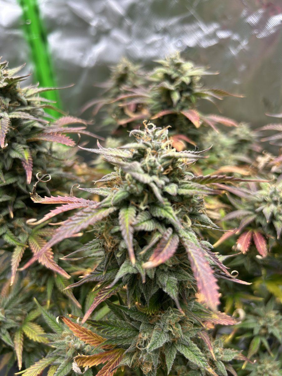 Need advice on whether these are ready for harvest 4