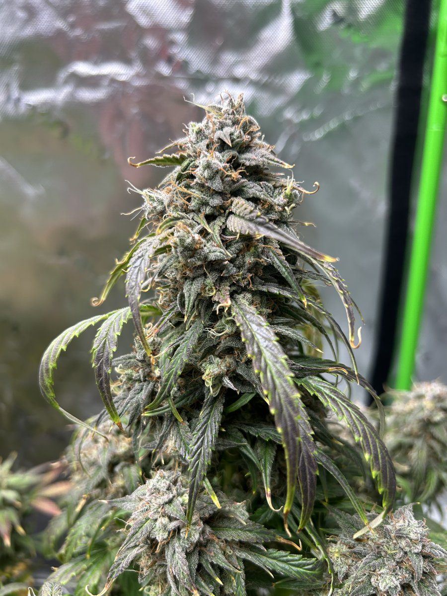 Need advice on whether these are ready for harvest 5