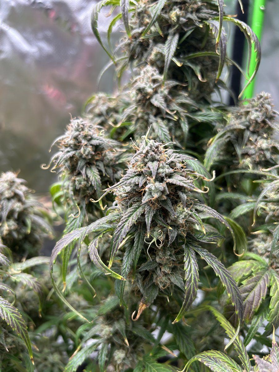 Need advice on whether these are ready for harvest 6