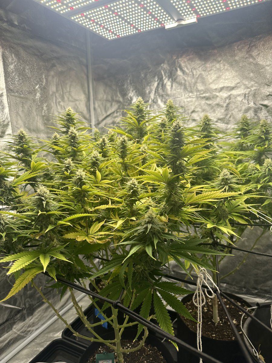Need advice on yellowing leaves during flower 2