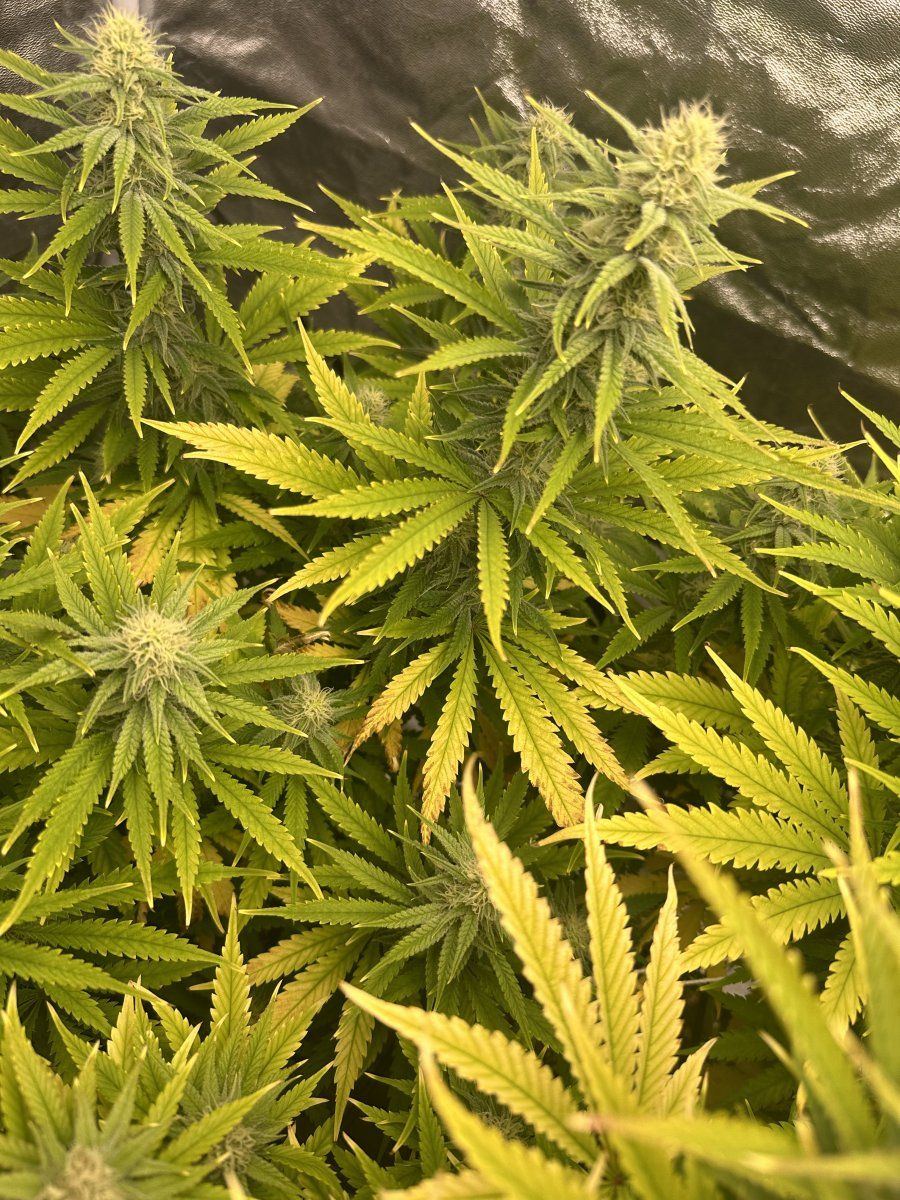 Need advice on yellowing leaves during flower 3