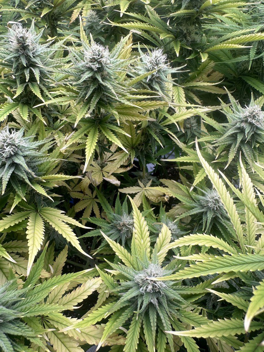 Need advice on yellowing leaves during flower 4