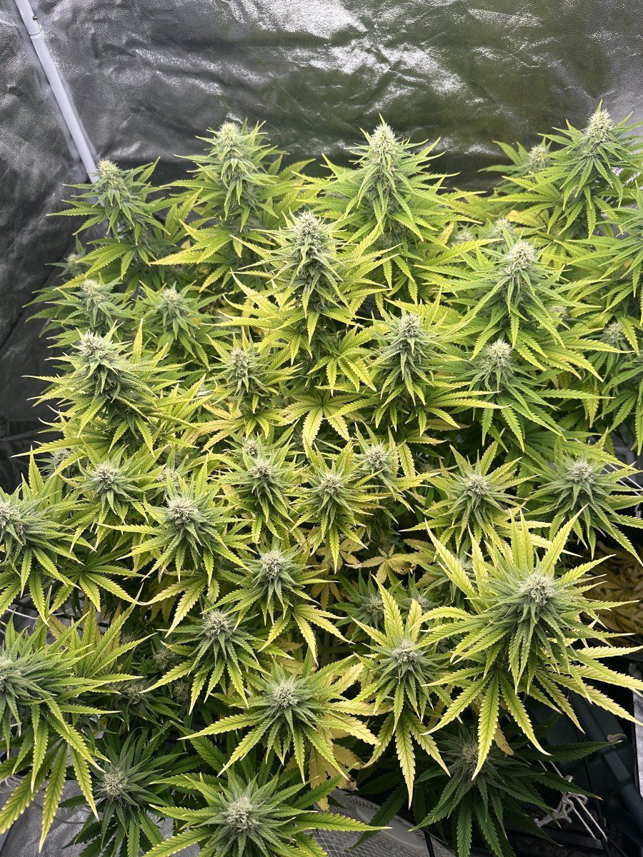 Need advice on yellowing leaves during flower 5