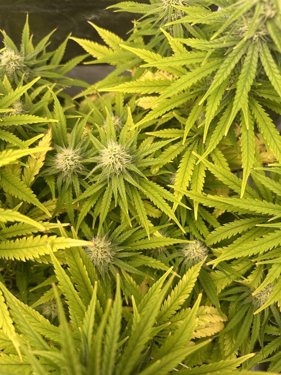 Need advice on yellowing leaves during flower 6