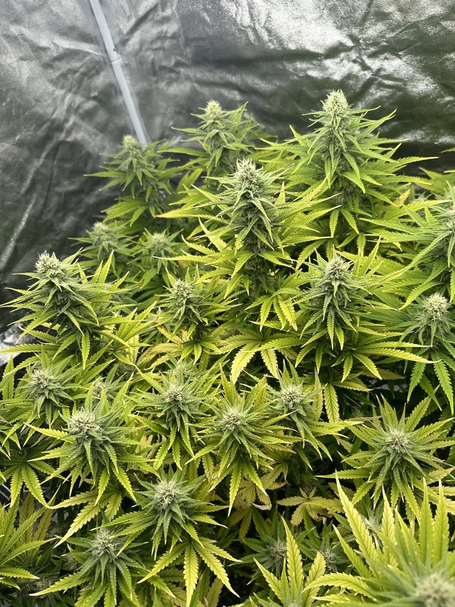 Need advice on yellowing leaves during flower