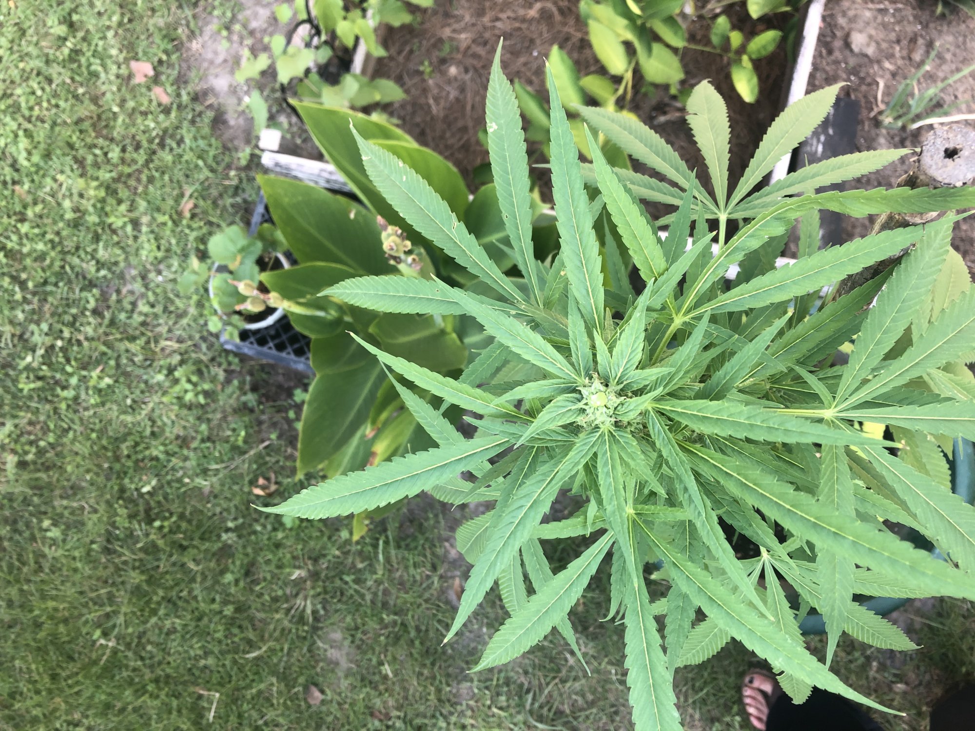 Need advice please outdoor grow whitefly infestation 3