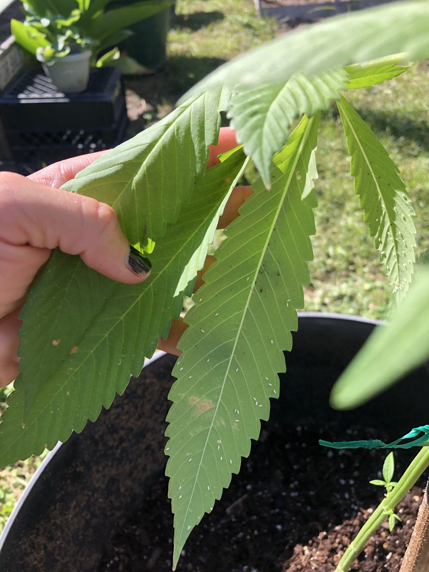 Need advice please outdoor grow whitefly infestation 4