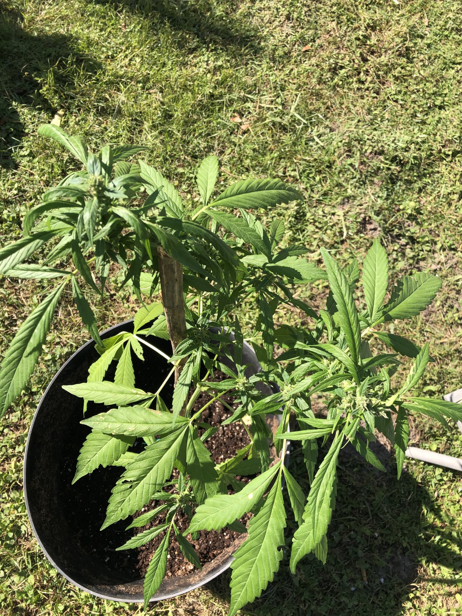 Need advice please outdoor grow whitefly infestation 5