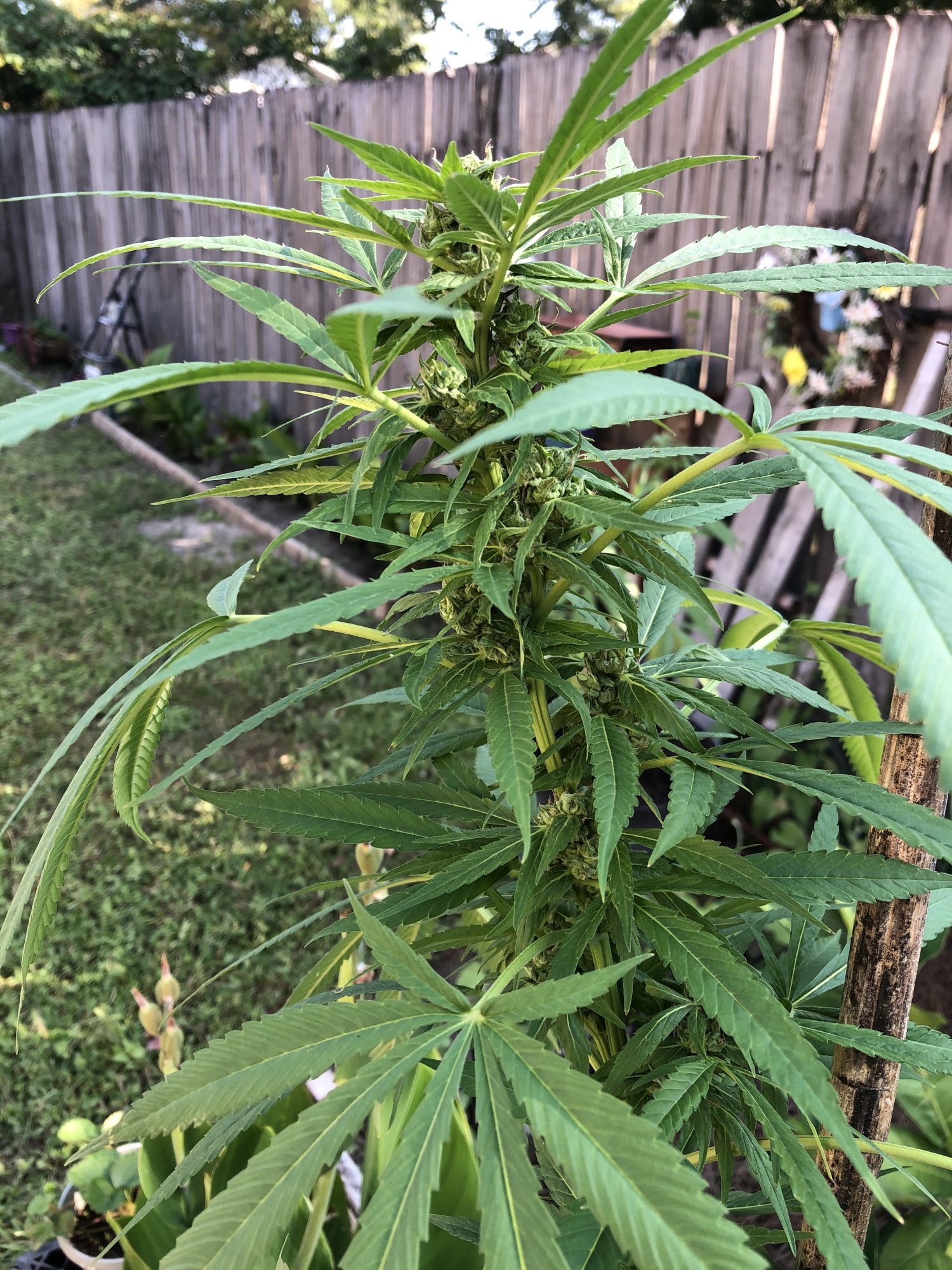 Need advice please outdoor grow whitefly infestation