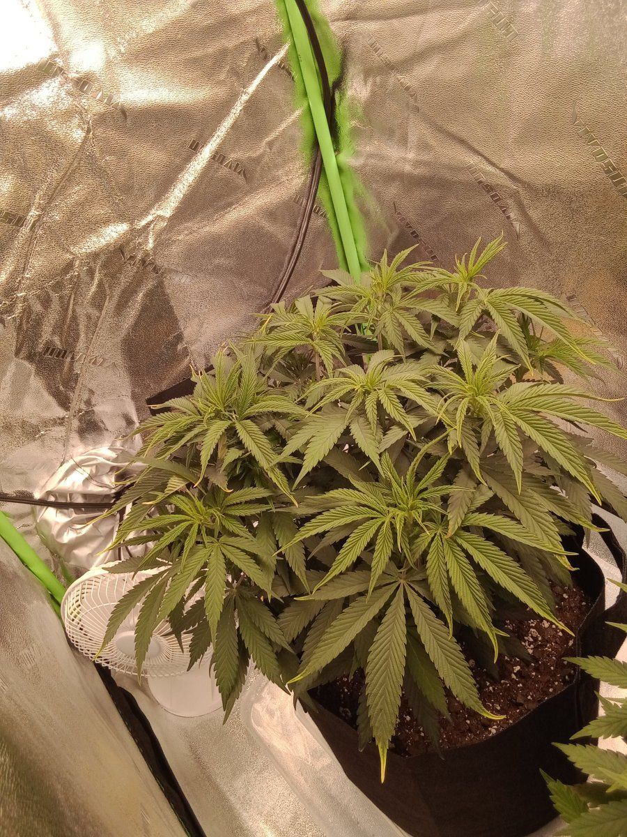 Need advice problems before flower 2