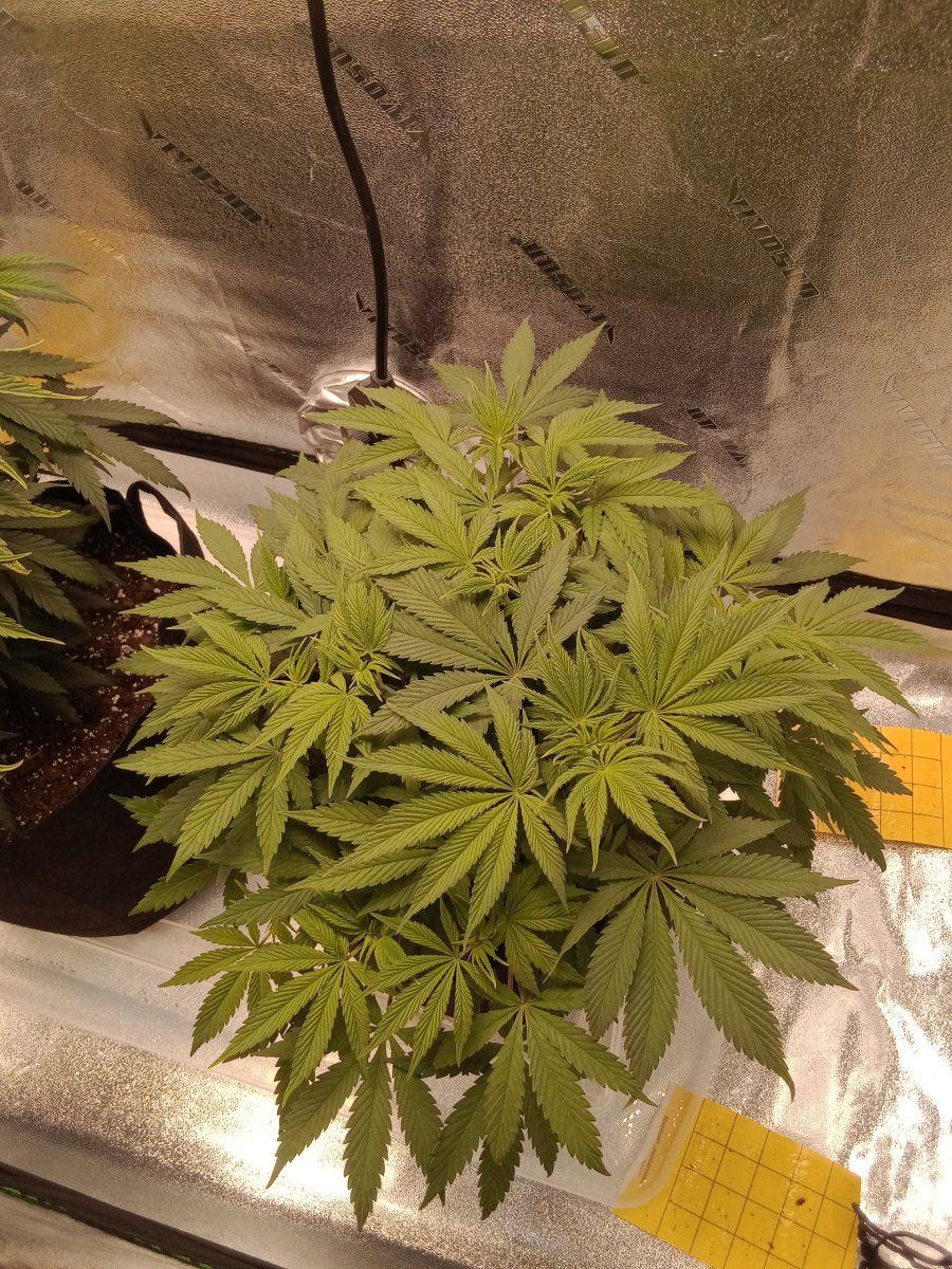 Need advice problems before flower 3