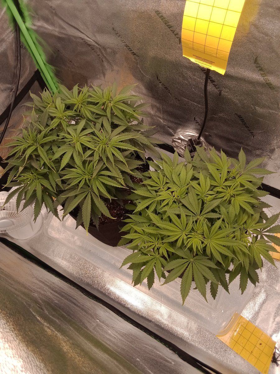 Need advice problems before flower 4