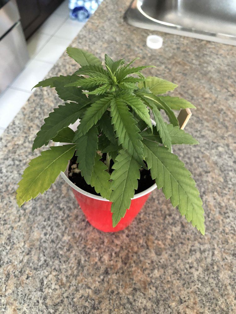 Need an advice on 4 week grow 3