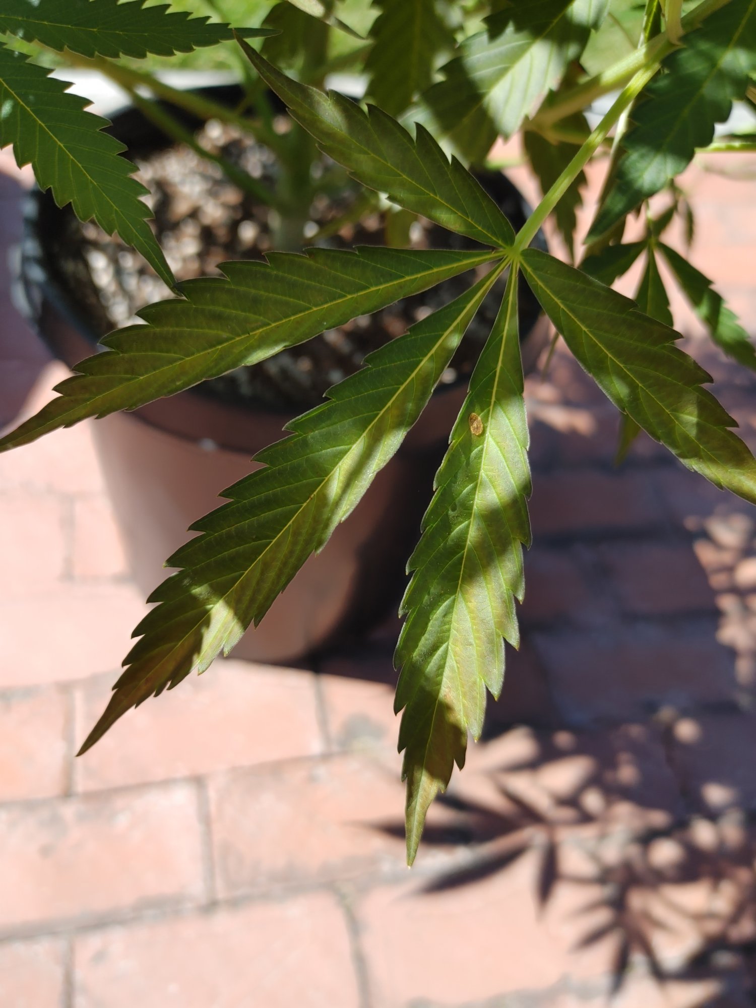 Need assistance with outdoor grow issues wpics 3