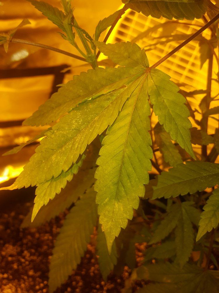 Need help 1st time grower