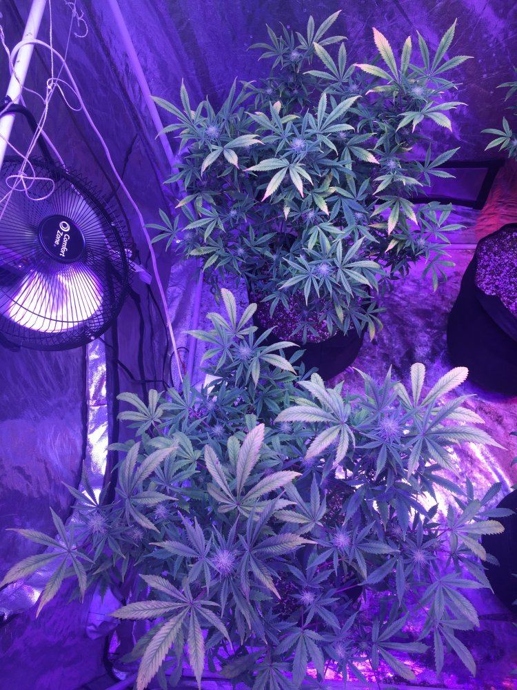 Need help 4