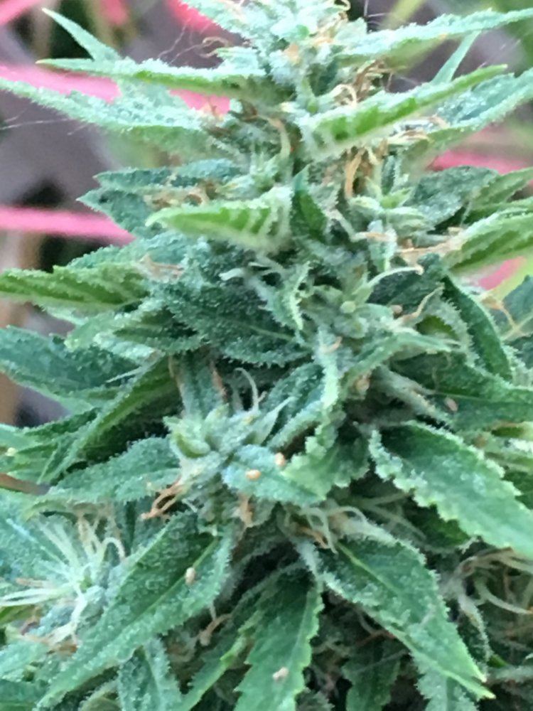 Need help 4