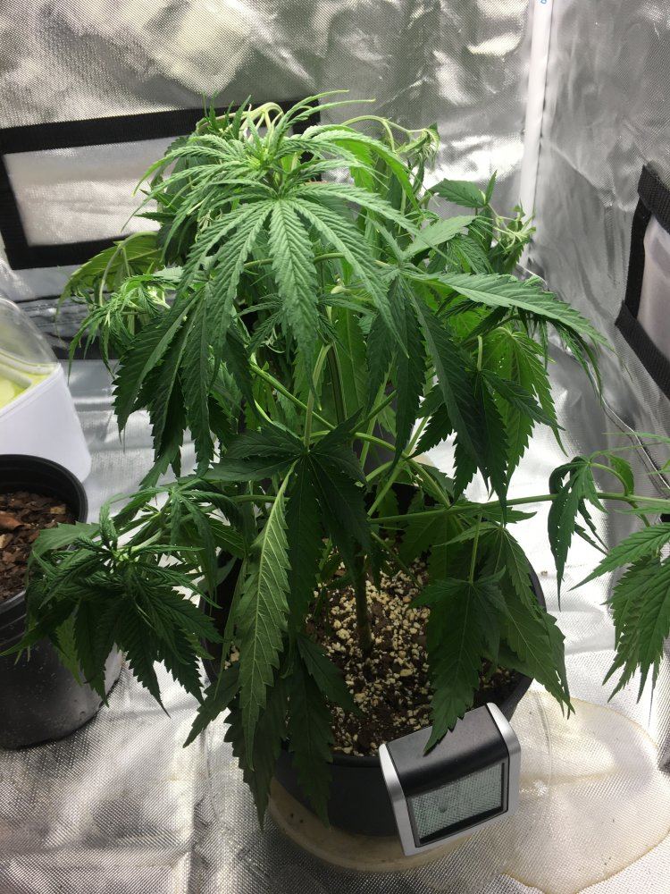Need help 4