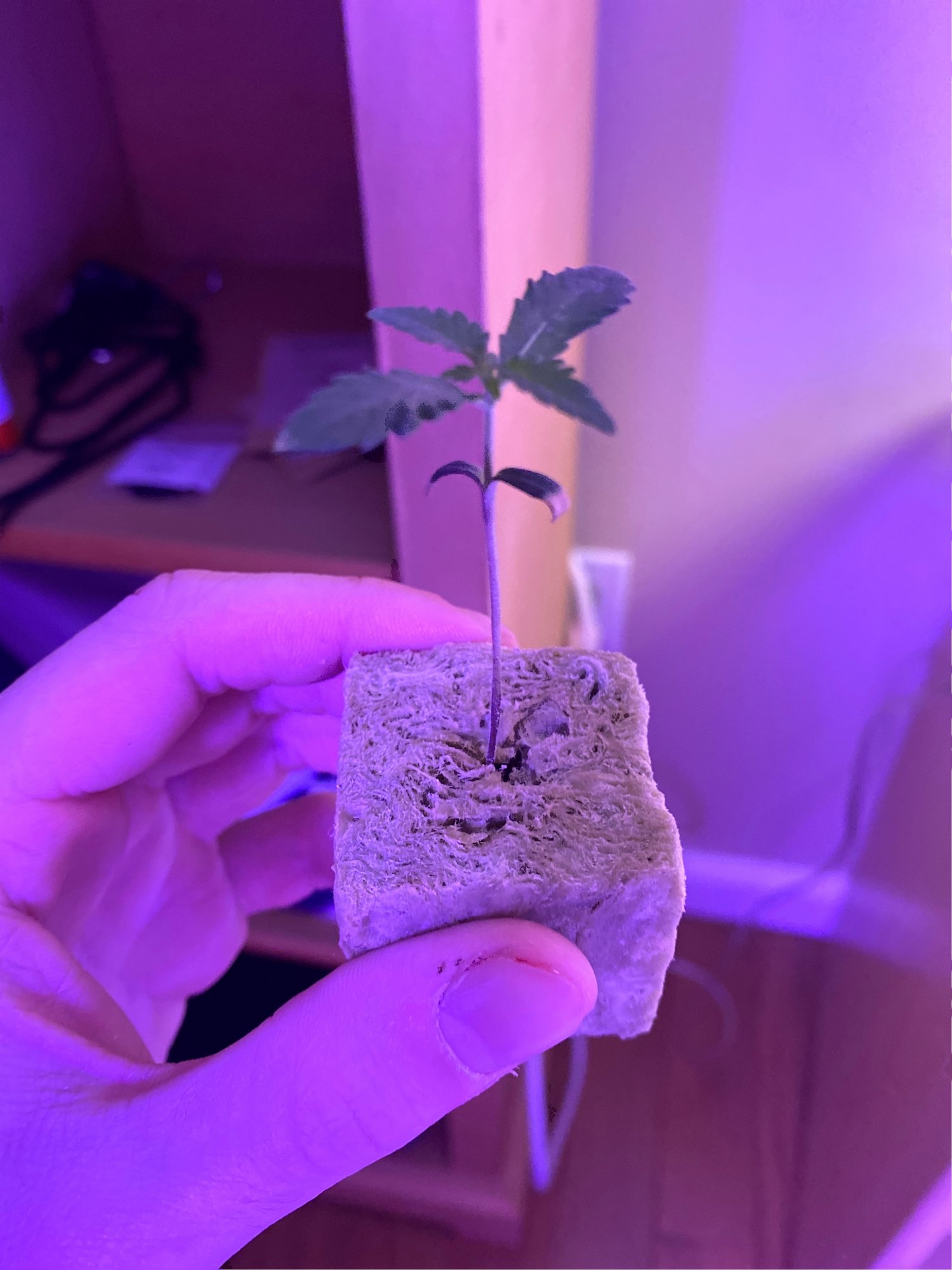 Need help  advice on plants 4