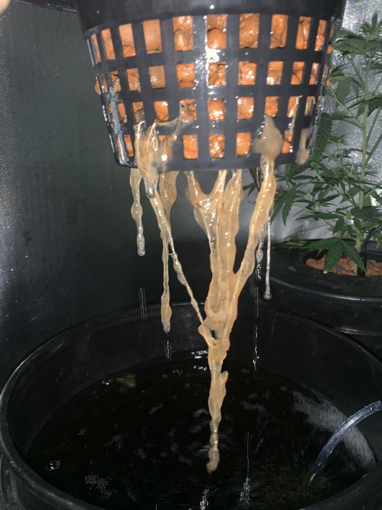 Need help asap clear slime on roots