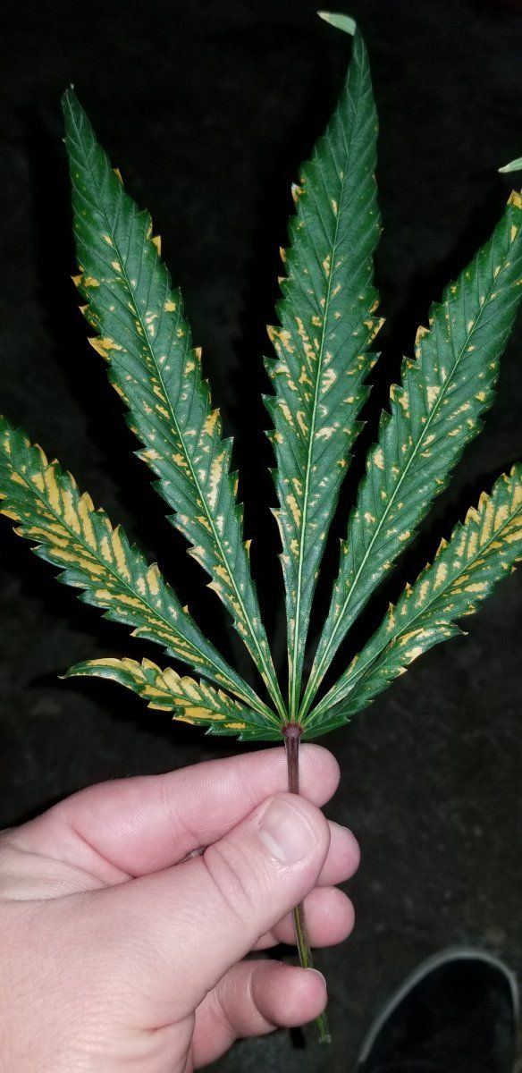 Need help brown burnt spot on leaves  mold or what is it