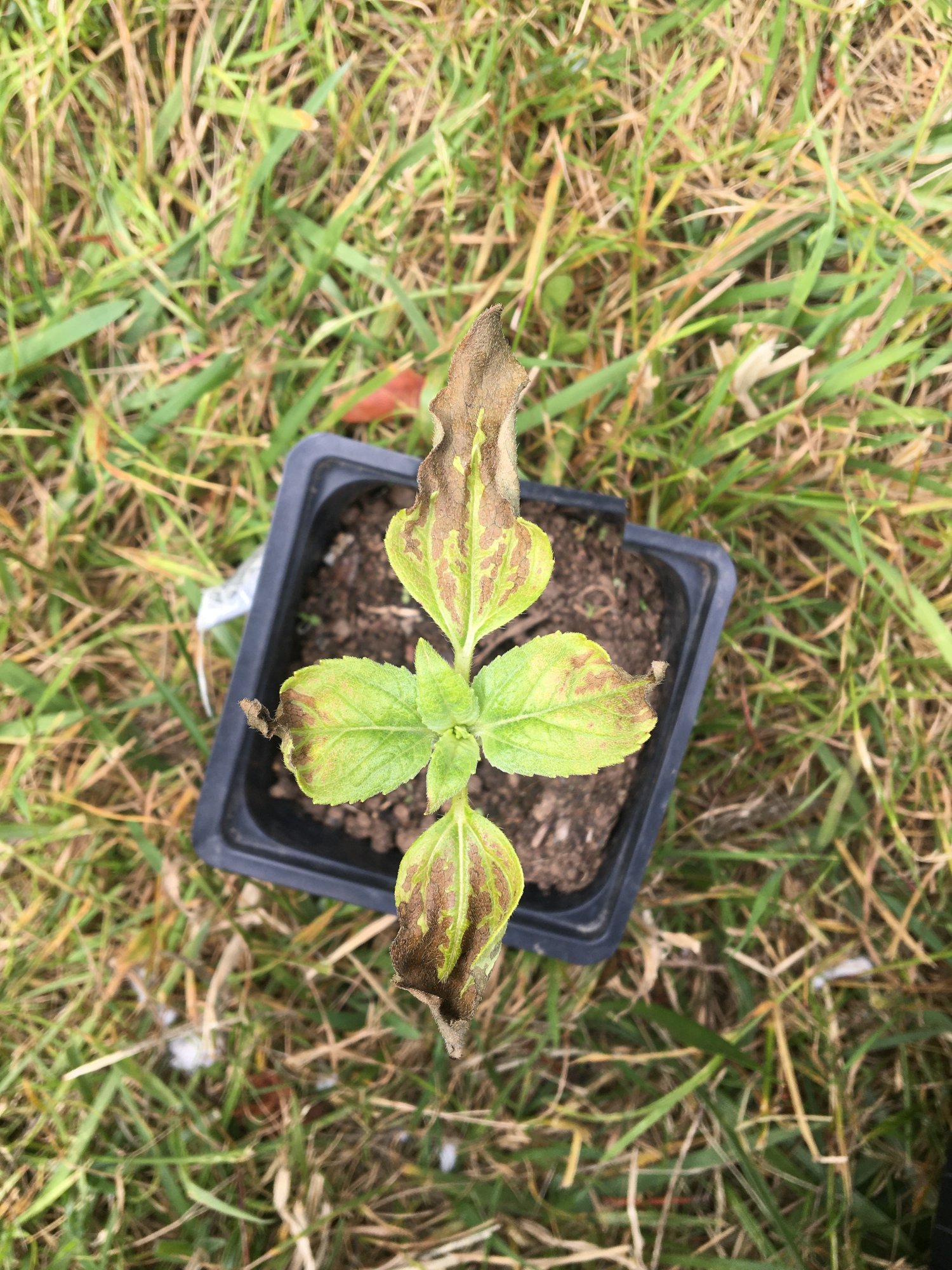 Need help brown spottingcurling  canoeing leaves 3