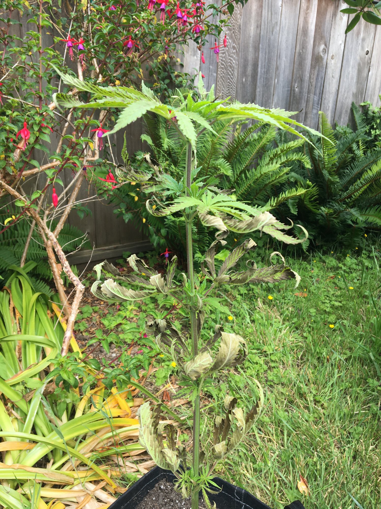 Need help brown spottingcurling  canoeing leaves 4