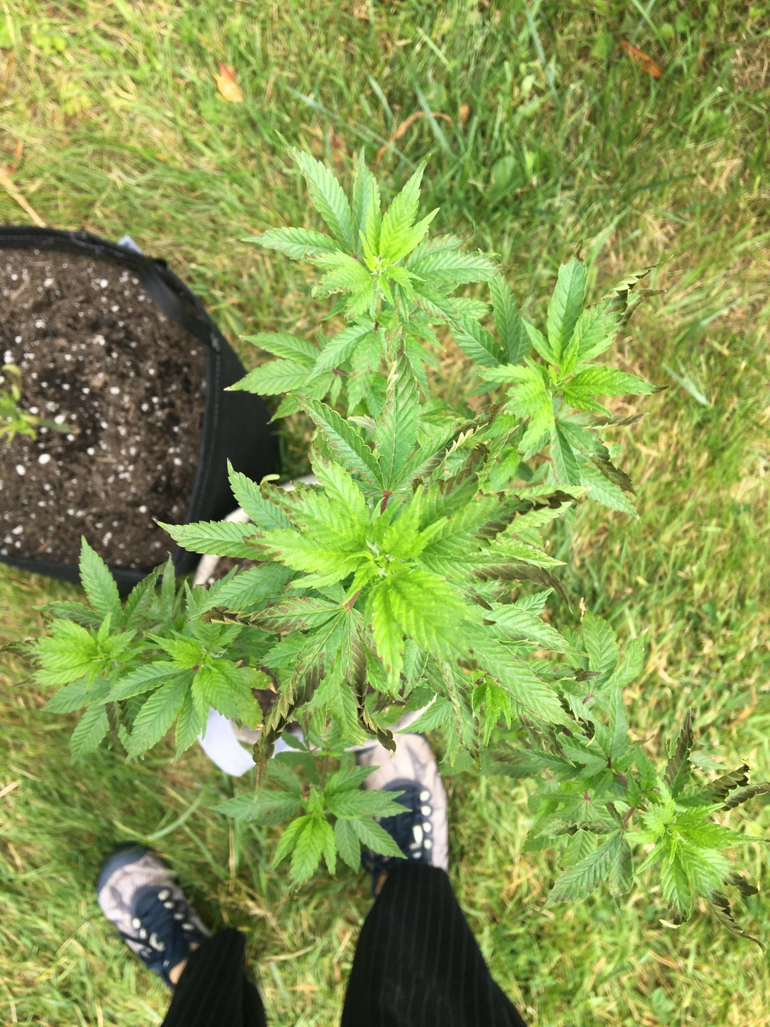Need help brown spottingcurling  canoeing leaves 5