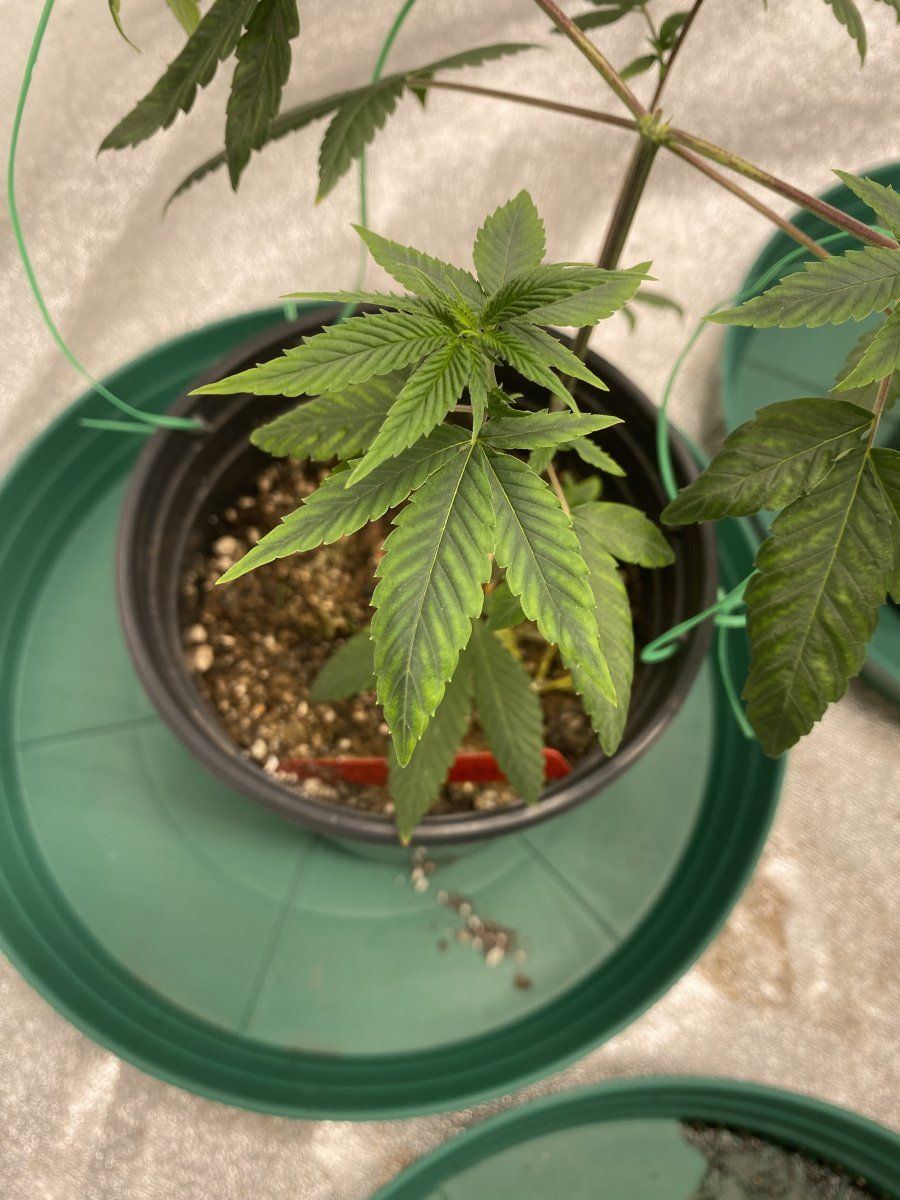 Need help diagnosing deficiency in these girls 2