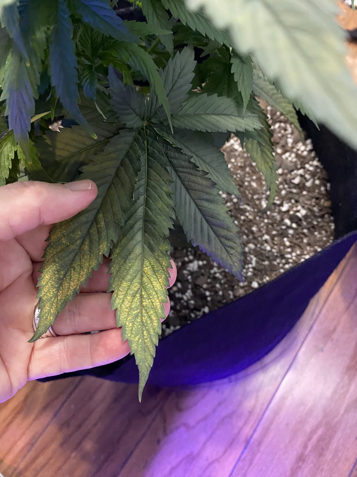 Need help diagnosing leaf colors 2