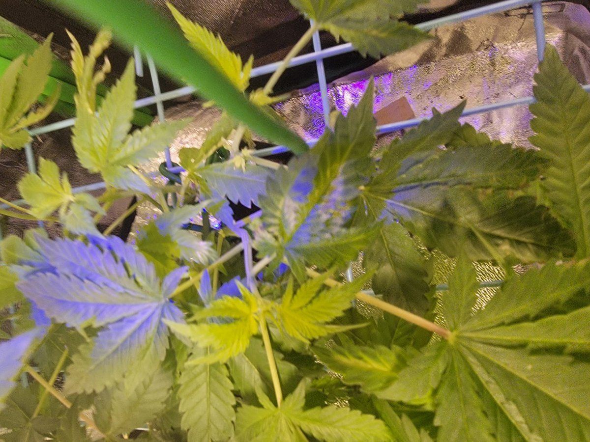 Need help diagnosing leaf symptoms on these two since switching to flower 4