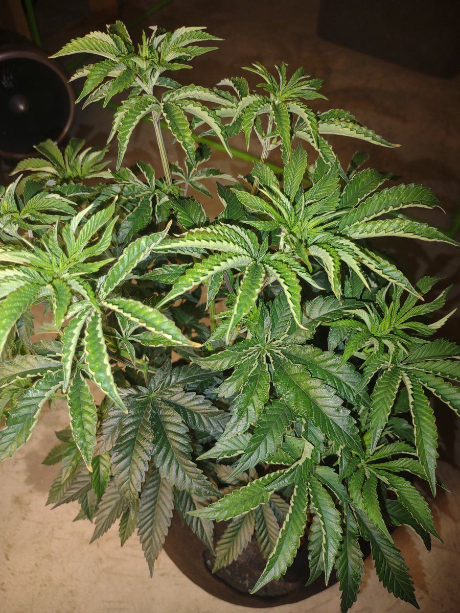 Need help diagnosing my plant please