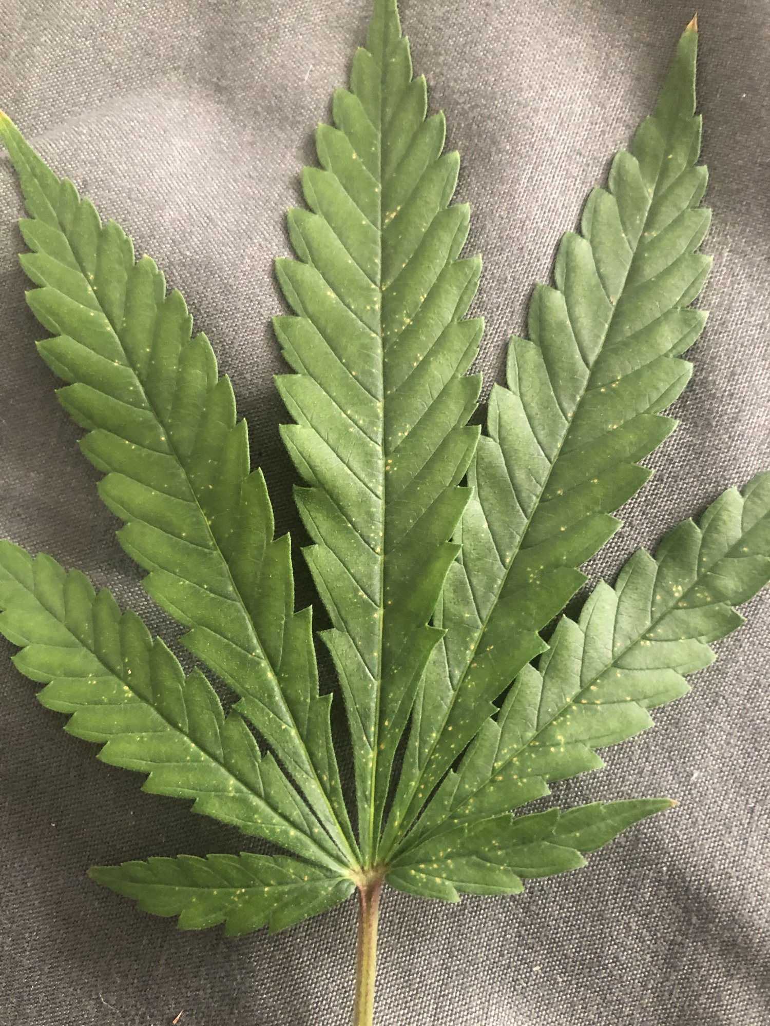 Need help diagnosing nutrient or pest issue in dwc 5