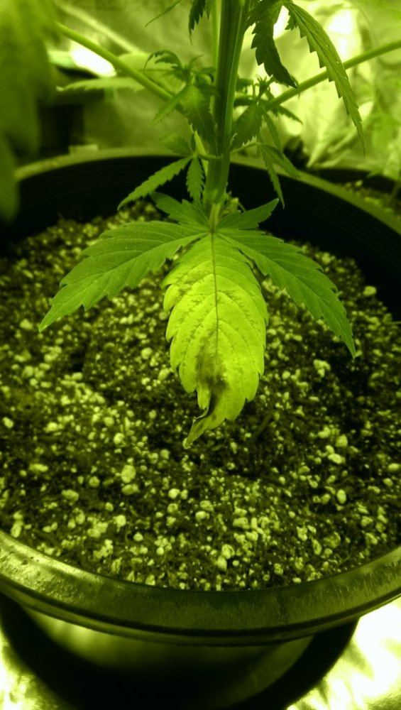 Need help diagnosing plant problem yellow leaves brown tips the claw 2